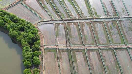 农业养殖小龙虾基地航拍