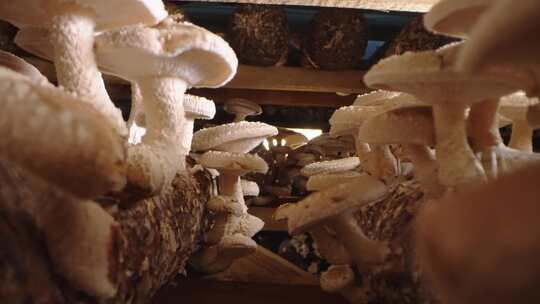 菌房里的生命：蘑菇成长的奇观