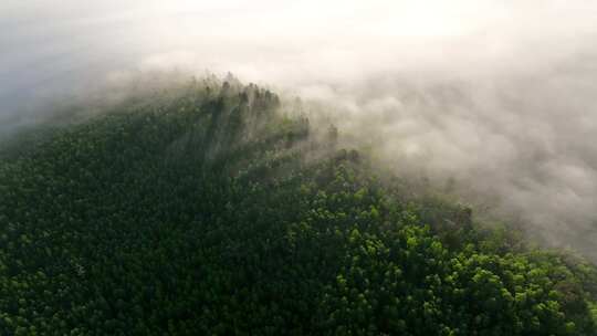 航拍绿色山林云雾缥缈