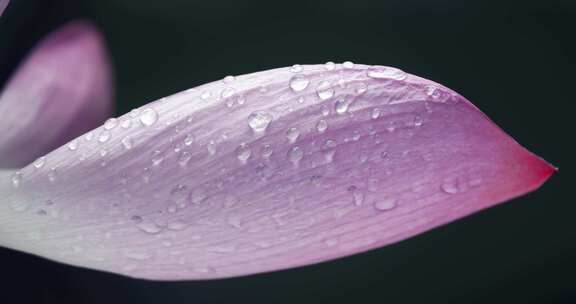 雨后荷花挂满露珠的特写镜头