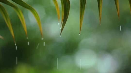 下雨雨天大自然流水风景雨滴落下意境唯美
