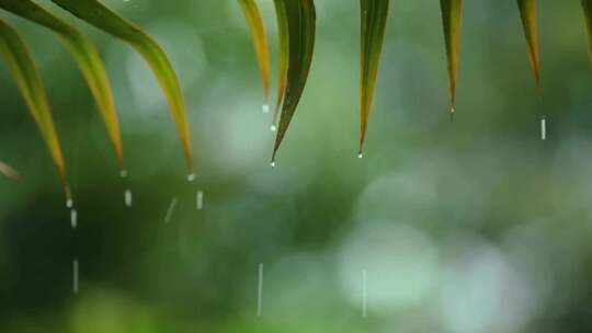 下雨雨天大自然流水风景雨滴落下意境唯美视频素材模板下载