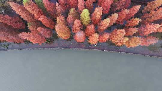 秋天的水杉公园实拍