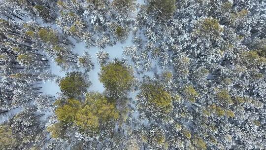 呼伦贝尔自然风光松林雪景雪花飘落