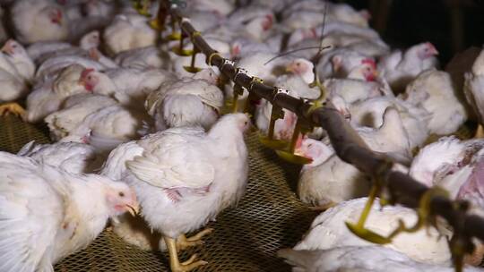 激素鸡谣言探秘鸡肉养殖场