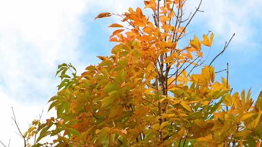 秋天大风吹动金色树叶的大树