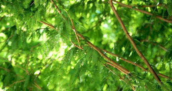 阳光反射在绿色植物叶片上