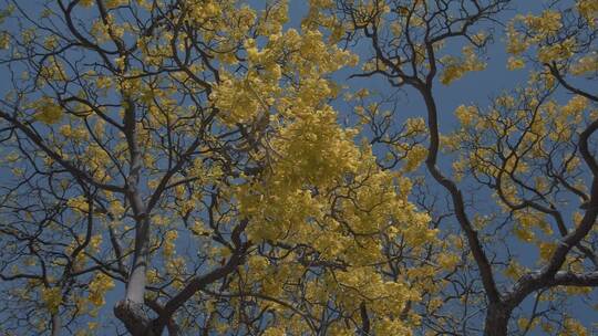 秋天的午后_一棵黄叶的树