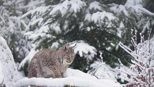 山猫，野猫，雪，物种