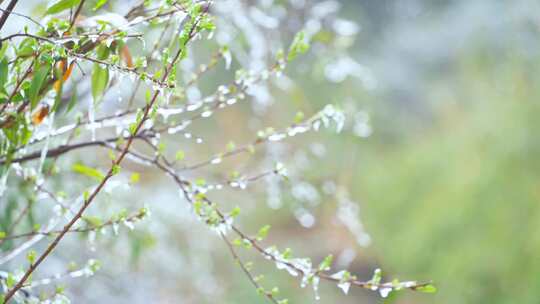 春天树枝冰雪消融