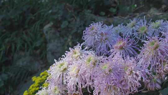 秋天植物园中的菊花盆景