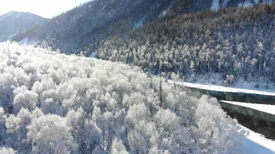 新疆喀纳斯雪松