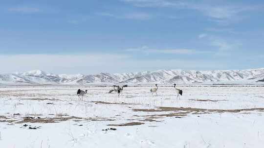 雪地上的黑颈鹤与雪山景观