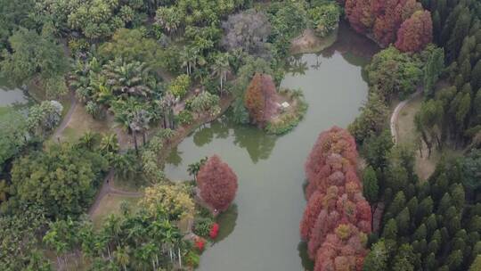 城市自然湿地树林航拍