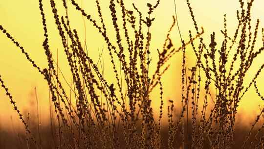 秋天黄昏夕阳下的植物剪影唯美空镜