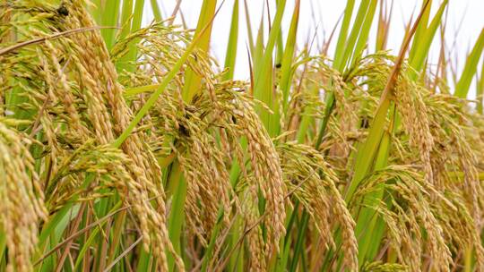 秋天成熟的水稻稻穗