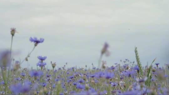 开满蓝色花朵的田野