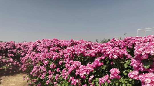 三门峡花海迷宫