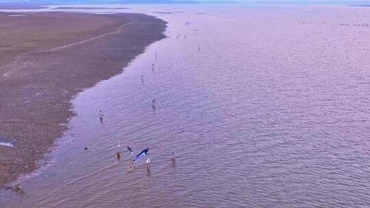 鄱阳湖湿地候鸟自然风光