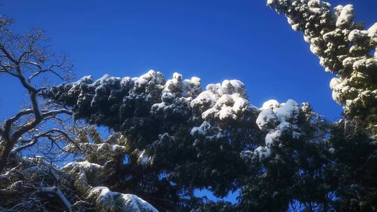 实拍冬天植物雪景