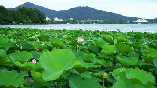 夏天南京紫金山玄武湖荷塘的湖光山色风光