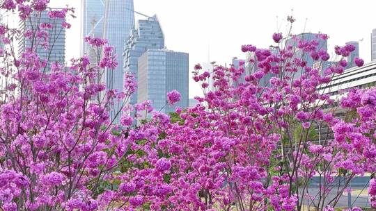 中国广东省广州市琶洲会展中心紫花风铃