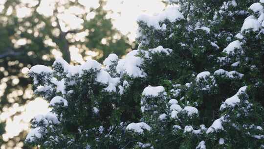 地坛公园雪景 祈年殿雪景  地坛屋脊兽雪景