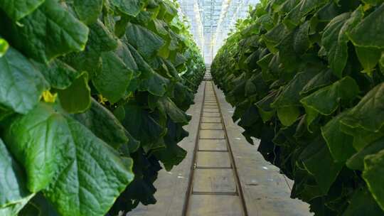 温室大棚蔬菜种植景象