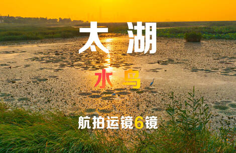 苏州太湖水鸟清晨捕食航拍运镜6镜组合