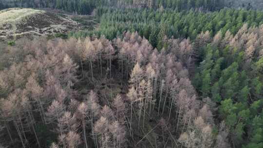 英国冬季风暴造成重大破坏的森林鸟瞰图