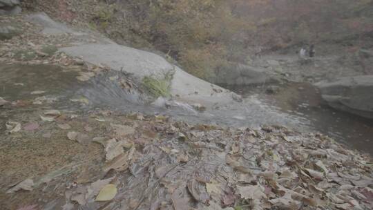 秋天落叶苔藓秋水LOG