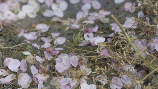 樱花飘落