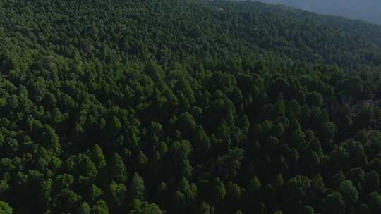 飞跃山林