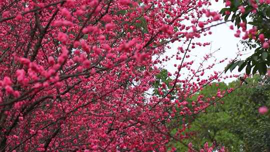 春天梅花盛开，鸟儿在红梅枝头的场景实拍视频素材模板下载