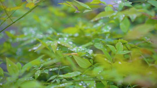 树叶上的雨珠