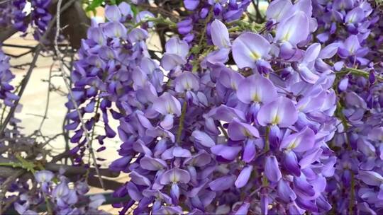 盛开的紫藤花架。视频素材模板下载