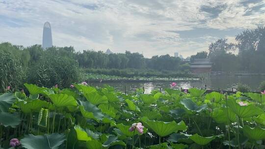 济南5A级景区大明湖，夏季荷花盛开风景怡人