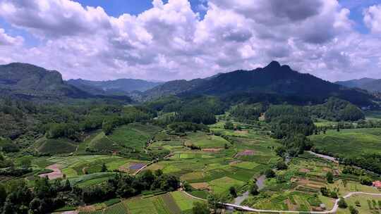 茶园 茶山 茶叶 茶园航拍