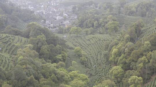 杭州西湖梅家坞茶园茶山