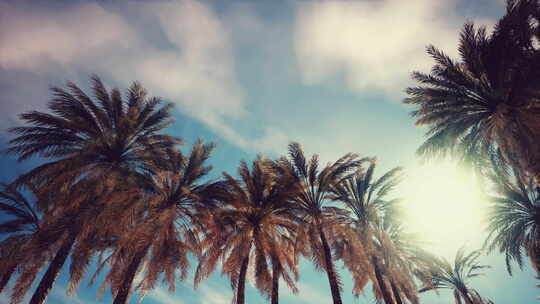 棕榈树复古色调透视天空视频素材模板下载