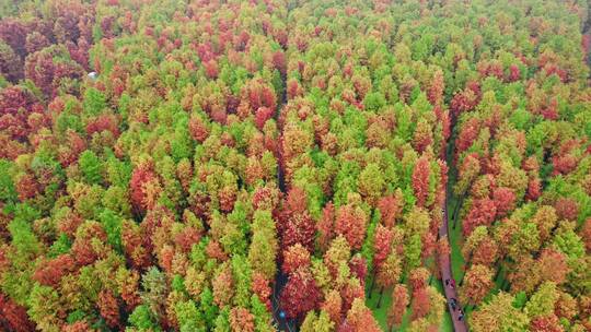 杭州临安青山湖水上森林公园视频素材模板下载