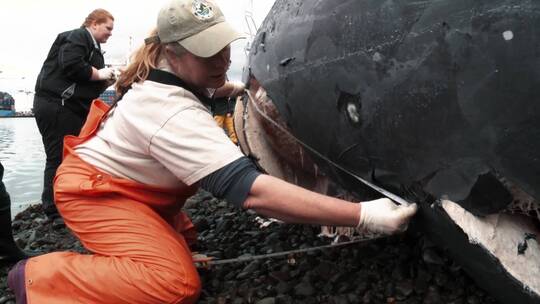海洋生物学家对搁浅的灰鲸进行验尸