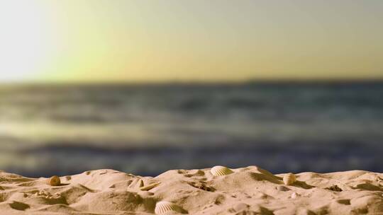 海滩沙堆中的贝壳