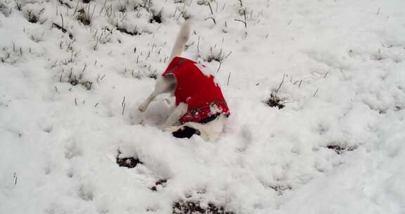 狗在雪地里玩耍的视频