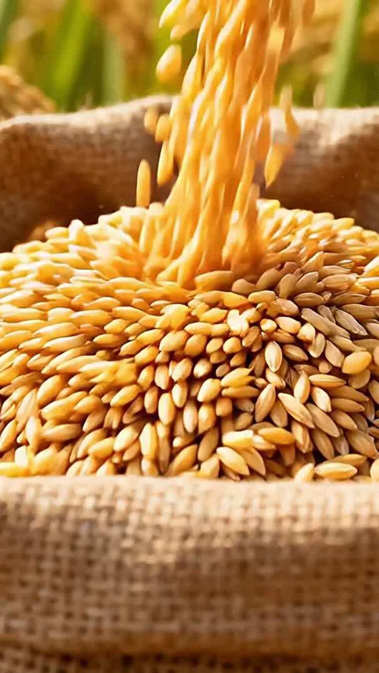 水稻稻谷大米米饭农业粮食丰收稻田乡村振兴