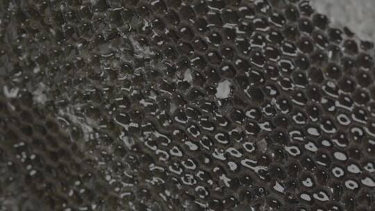 割蜜摇蜜取蜂蜜LOG