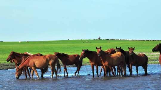 草原上悠闲饮水的马群