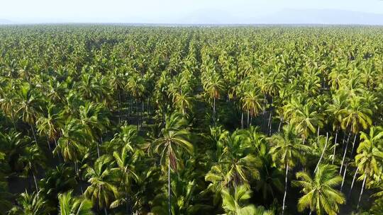 大片椰子林航拍画面