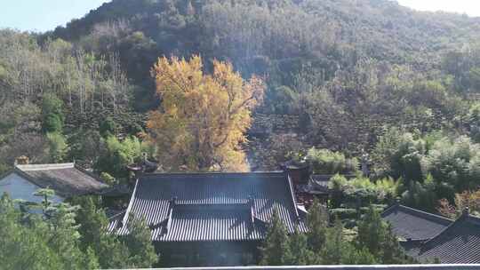 秦岭古观音禅寺秋季银杏树金黄色银杏叶航拍