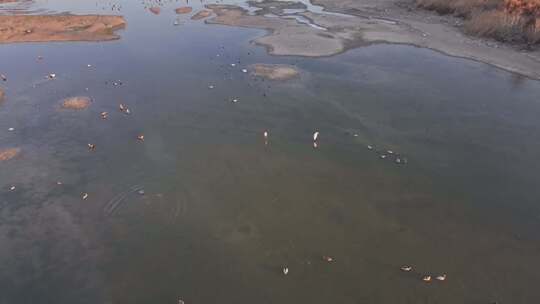 滹沱河 白鹭 湿地 水面 栖息地 生态保护